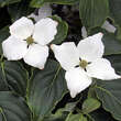 Cornus kousa 'Schmetterling': Bild 1/2