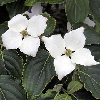 Cornus kousa 'Schmetterling'