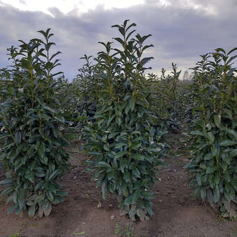 Kirschlorbeer - Prunus laurocerasus 'Genolier' in Baumschulqualitt aus  sterreich kaufen