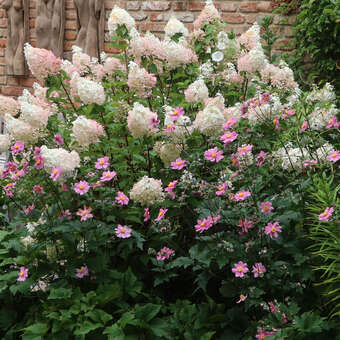Rispenhortensie - Hydrangea paniculata 'Vanille Fraise' - wei