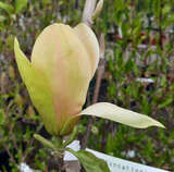 Magnolia 'Sunsation' - Gelbe Magnolie