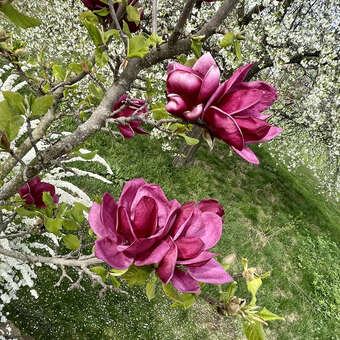 Magnolie - Magnolia 'Genie' - violett