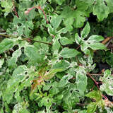 Ampelopsis glandulosa 'Elegans' - Bunte Scheinrebe