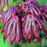 Acer palmatum 'Trompenburg' - Roter Fächerahorn