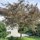 Malus 'Rudolph' - Zierapfel