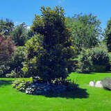 Magnolia grandiflora 'Ferruginea' - Immergrüne Magnolie