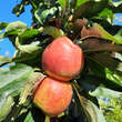 Malus domestica 'Rondo': Bild 1/6