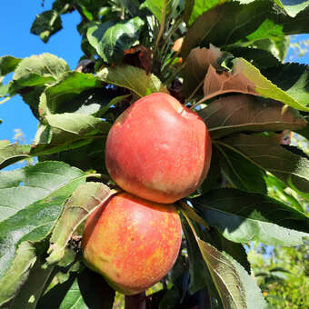Malus domestica 'Rondo'