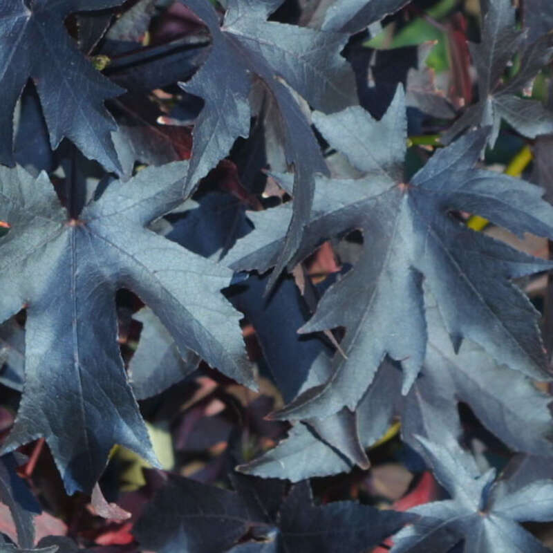 Amberbaum - Liquidambar styraciflua 'Worplesdon'