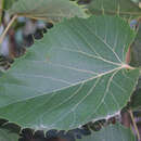 Asiatische Linde - Tilia henryana
