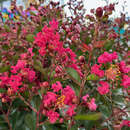 Lagerstroemia 'Petit Red Imperial' - Lagerströmie           KÜBELPFLANZE