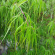 Acer palmatum 'Koto-no-ito': Bild 5/10