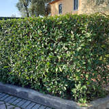 Photinia fraseri 'Red Robin' - Glanzmispel