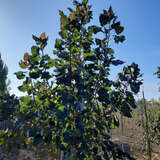 Populus deltoides 'Purple Tower' - Säulen-Purpurpappel