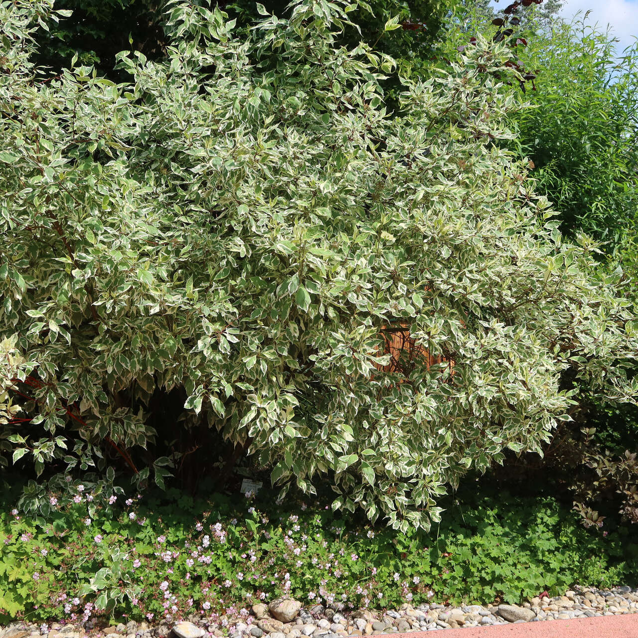 Weißbunter Hartriegel Cornus alba 'Elegantissima' weiß