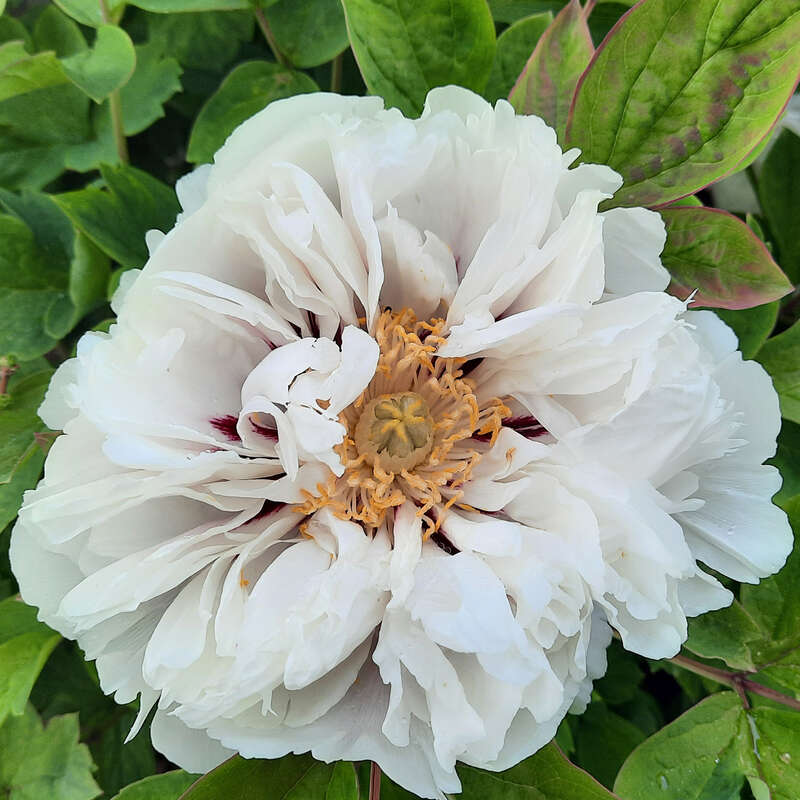 Strauch-Pfingstrose - Paeonia suffruticosa wei - wei