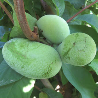 Spezialdnger Fr Papau Pflanzen PawPaw HIGH-TECH Spezial Dnger Fr  Indianerbanane (Asimina) - Flssigdnger, Green24 Green24 Flssigdnger  Asimina