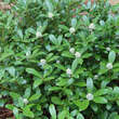 Skimmia japonica: Bild 4/4
