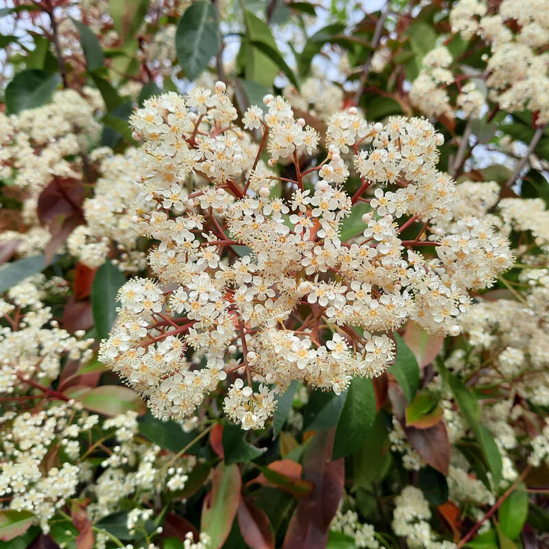 Glanzmispel - Photinia fraseri 'Red Robin' in Baumschulqualitt aus  sterreich kaufen