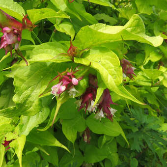 Leycesteria formosa
