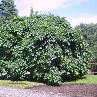 Ulmus glabra 'Pendula'