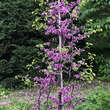 Cercis canadensis 'Ruby Falls': Bild 2/3