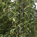 Phyllostachys nigra - Schwarzer Bambus