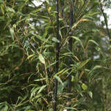 Phyllostachys nigra - Schwarzer Bambus