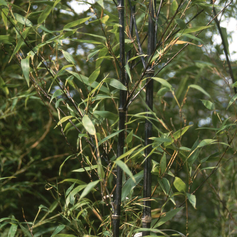 Schwarzer Bambus - Phyllostachys nigra - grn