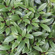 Viburnum davidii: Bild 1/3
