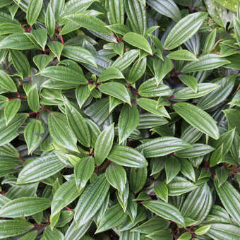 Viburnum davidii