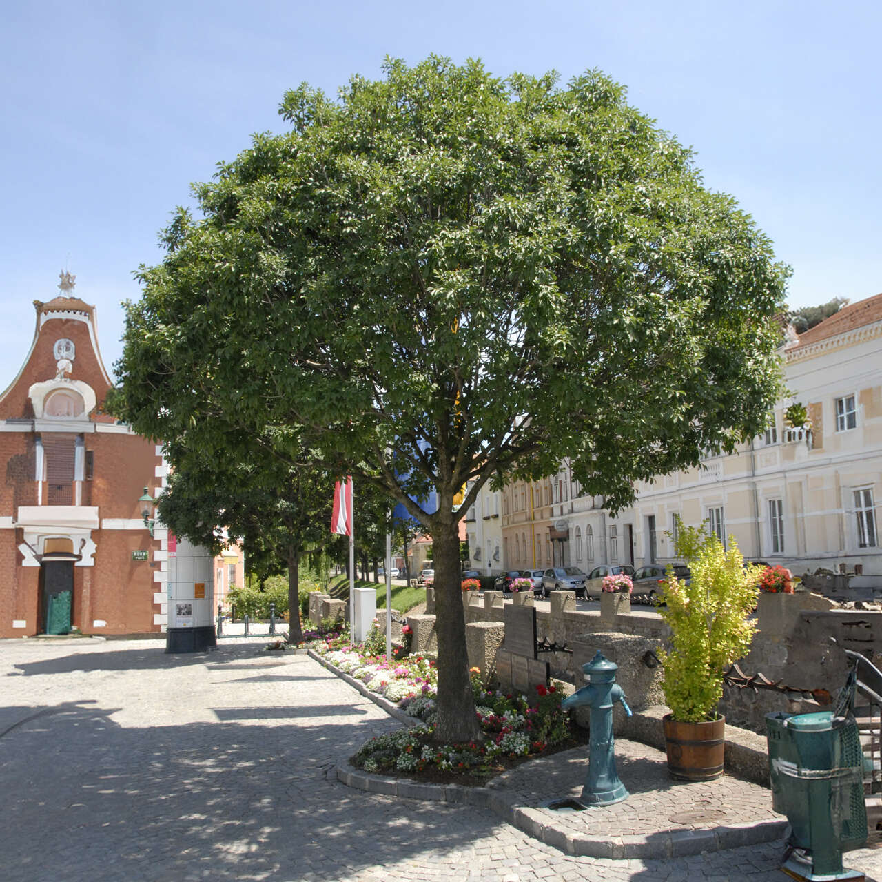 Kugel-Blumenesche - Fraxinus ornus 'Meczek' - weiß