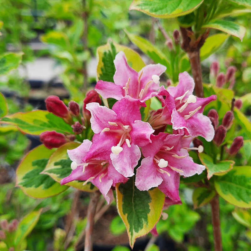 Buntlaubige Weigelie - Weigela 'Kosteriana Variegata' - rosa