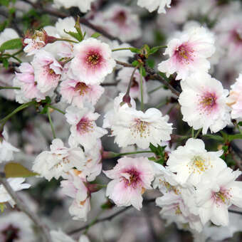 Fudjikirsche - zartrosa - Prunus incisa 'February Pink'