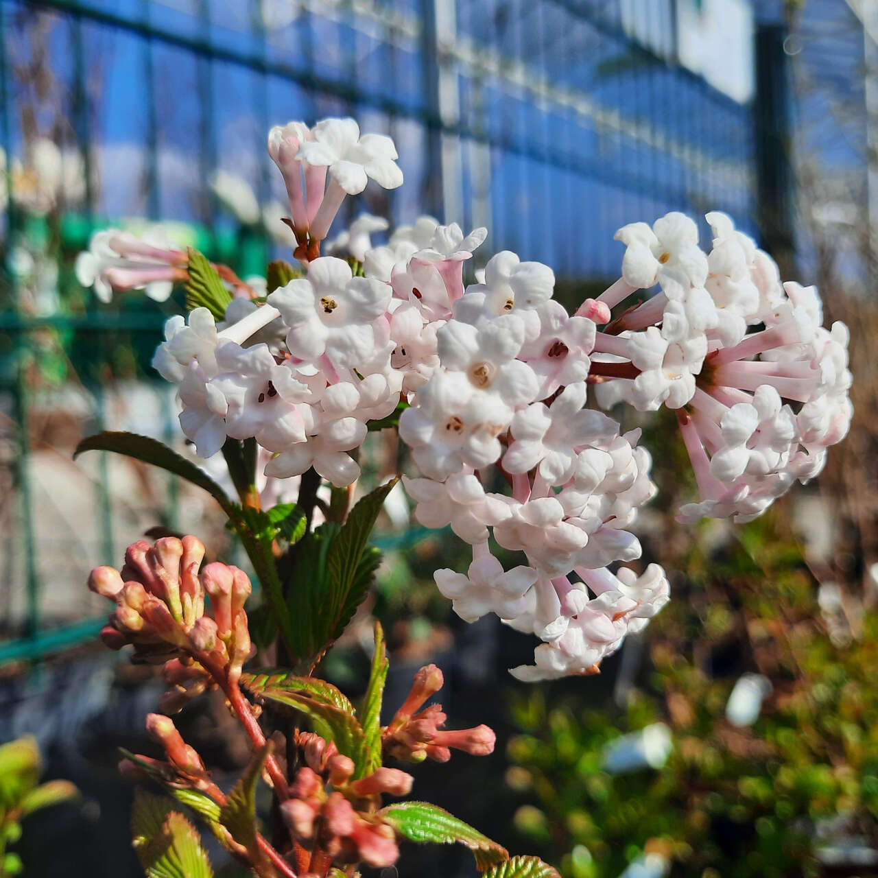 zwerg-duftschneeball-viburnum-farreri-nanum-rosa