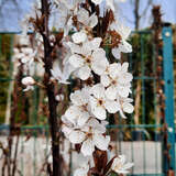 Prunus cerasifera 'Crimson Pointe' - Säulen-Blutpflaume