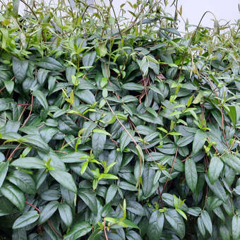 Schlingendes Geiblatt - Lonicera henryi - mehrfrbig