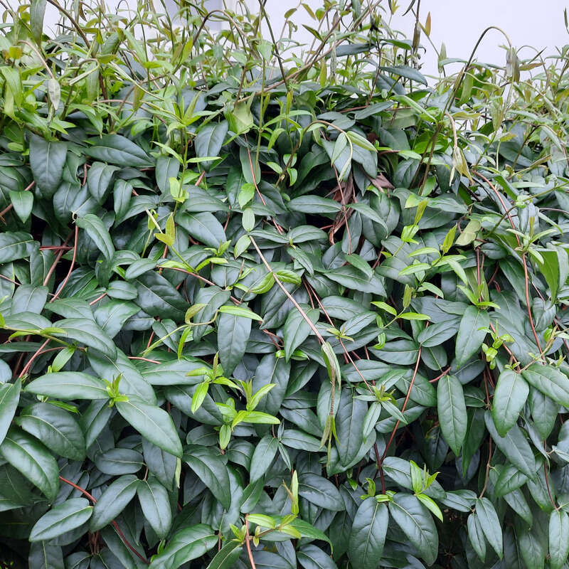 philodendron lichtbedarf Philodendron scandens main image 0