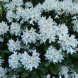 Rhododendron 'Cunningham's White': Bild 3/3