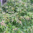 Acer palmatum 'Wilson's Pink Dwarf': Bild 1/1