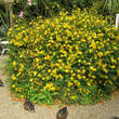 Hypericum inodorum 'Elstead': Bild 3/8