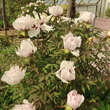 Paeonia rockii: Bild 10/11