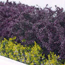 Berberis thunbergii 'Atropurpurea' - Blutberberitze