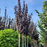 Prunus cerasifera 'Crimson Pointe' - Säulen-Blutpflaume
