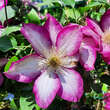Clematis 'Liberty': Bild 5/7