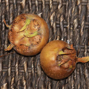 Mespilus germ.'Schönbrunner Riesen'