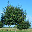 Acer campestre 'Nanum': Bild 2/3