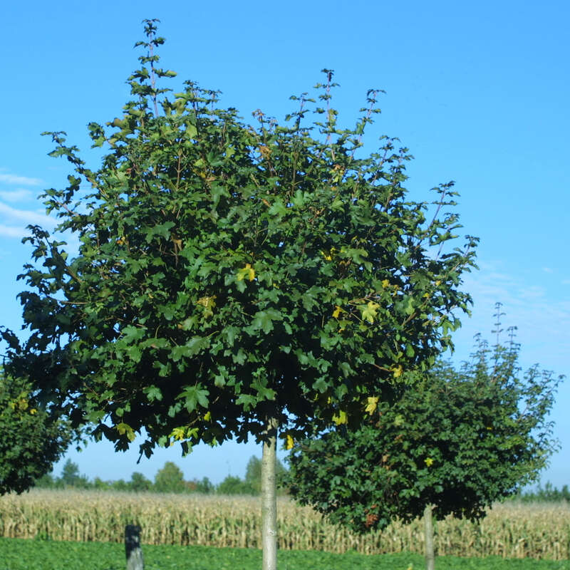 Kugel Feldahorn Acer Campestre Nanum 
