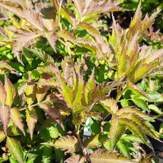 Roter Geschlitztblättriger Holunder - Sambucus nigra 'Black Lace' - rosa