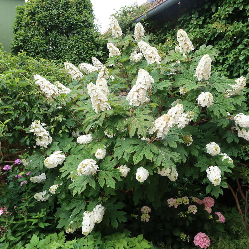 Eichenblatthortensie - Hydrangea quercifolia 'Snow Queen' - wei
